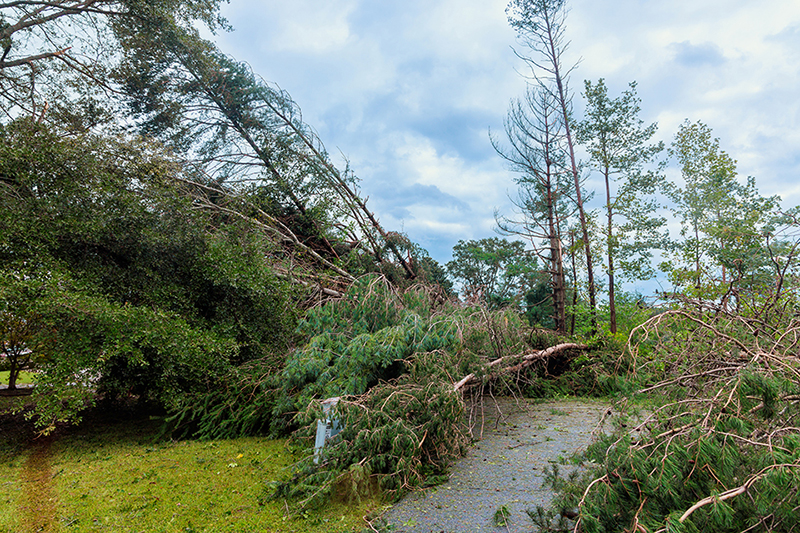 damage from fallen trees 
